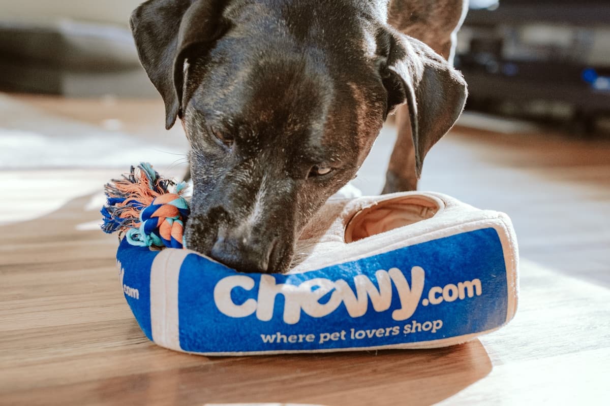 Ev Heyvanı Otelləri və Pansionat